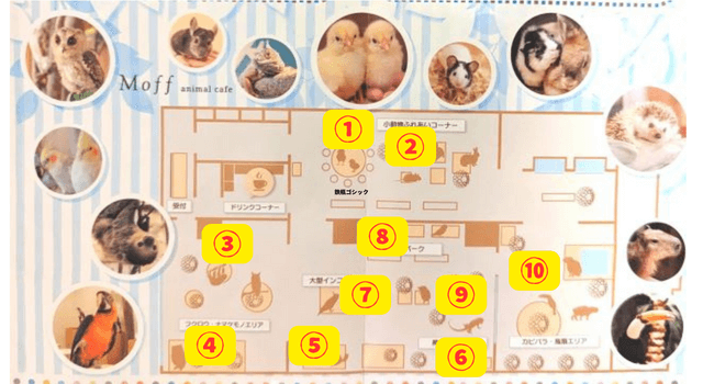 「ららぽーと福岡店」モフアニマルカフェの店内動物配置図